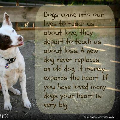 What Dogs Teach Us